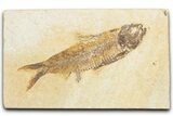 Detailed Fossil Fish (Knightia) - Wyoming #357547-1